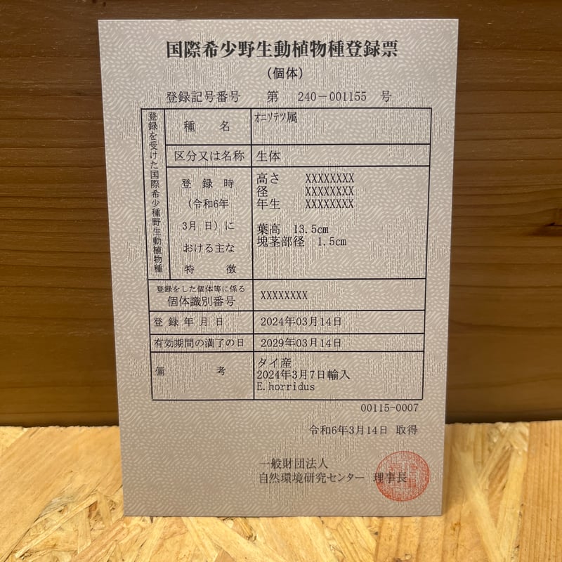 エンセファラルトス ホリダス | GREEN LUCK