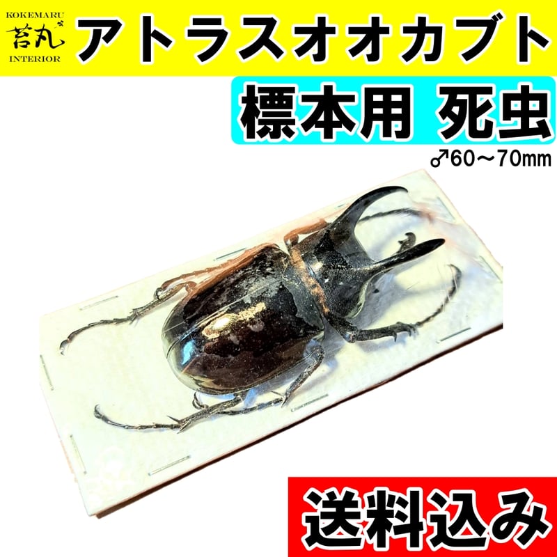 標本用死虫 ※送料込み】アトラスオオカブト♂60～70mm 未展足個体 | 苔