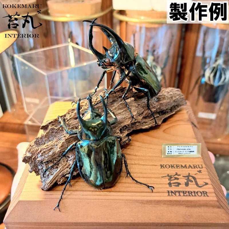 標本用死虫 ※送料込み】アトラスオオカブト♂60～70mm 未展足個体 | 苔