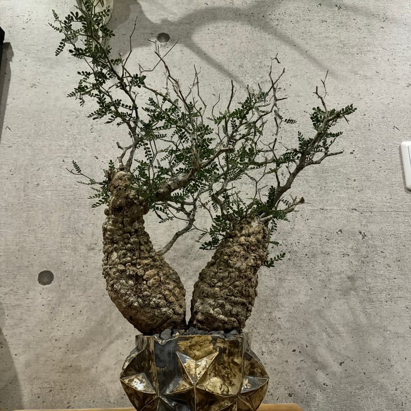 双頭】オペルクリカリア・パキプス※発根済みSSD鉢植え込み | carpediem