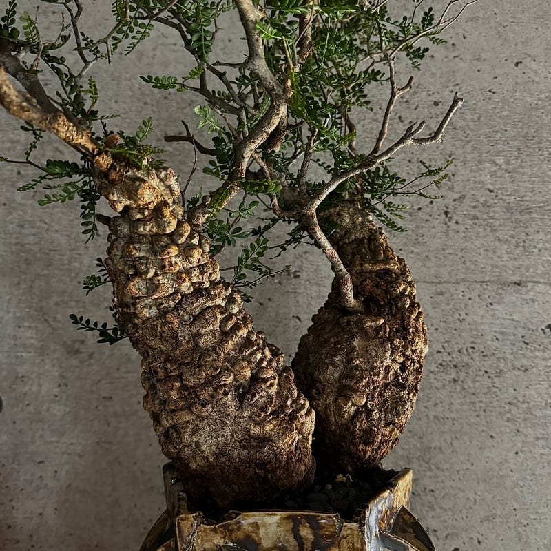 双頭】オペルクリカリア・パキプス※発根済みSSD鉢植え込み | carpediem