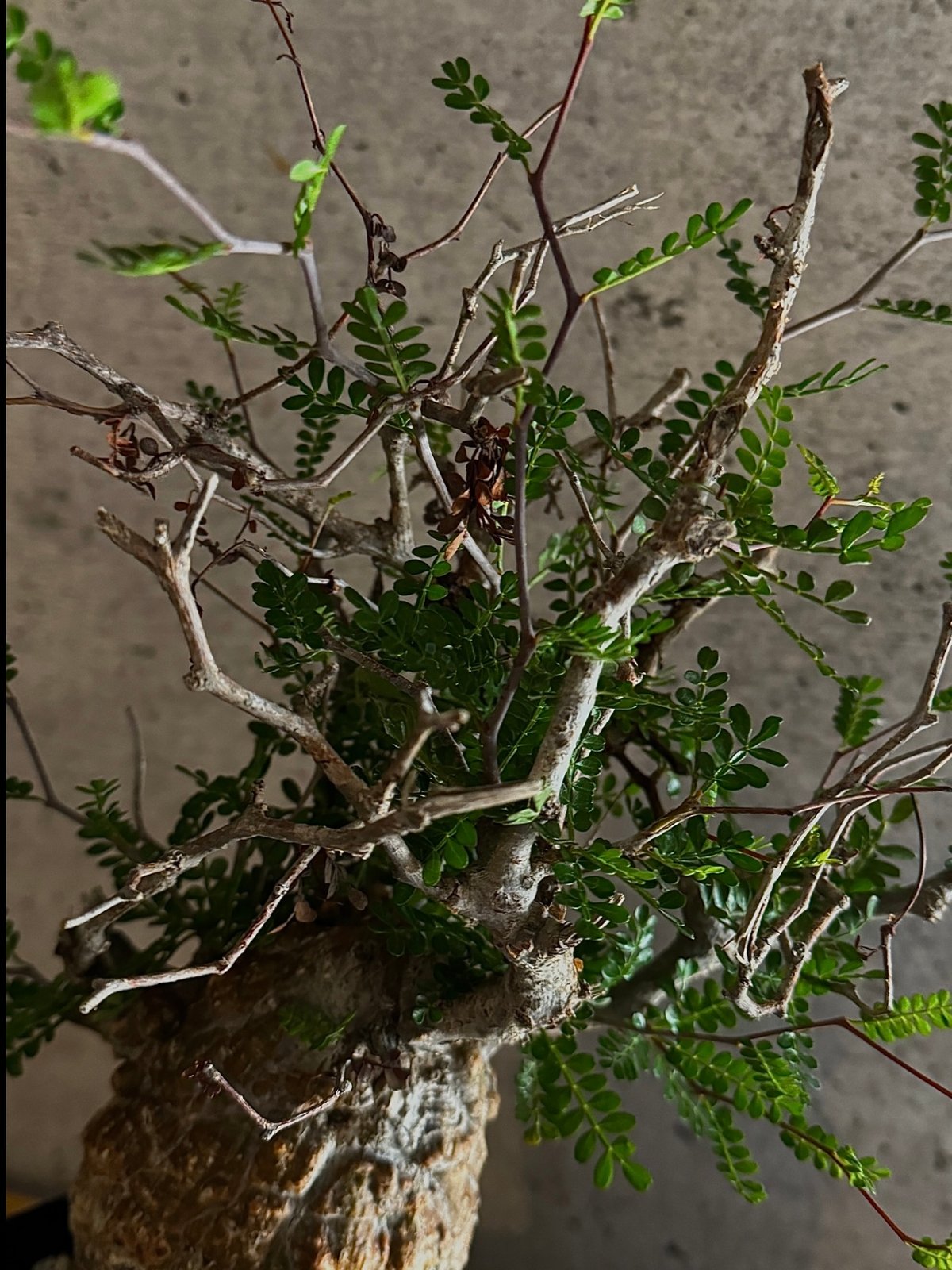 オペルクリカリア・パキプス※発根済み | carpediem