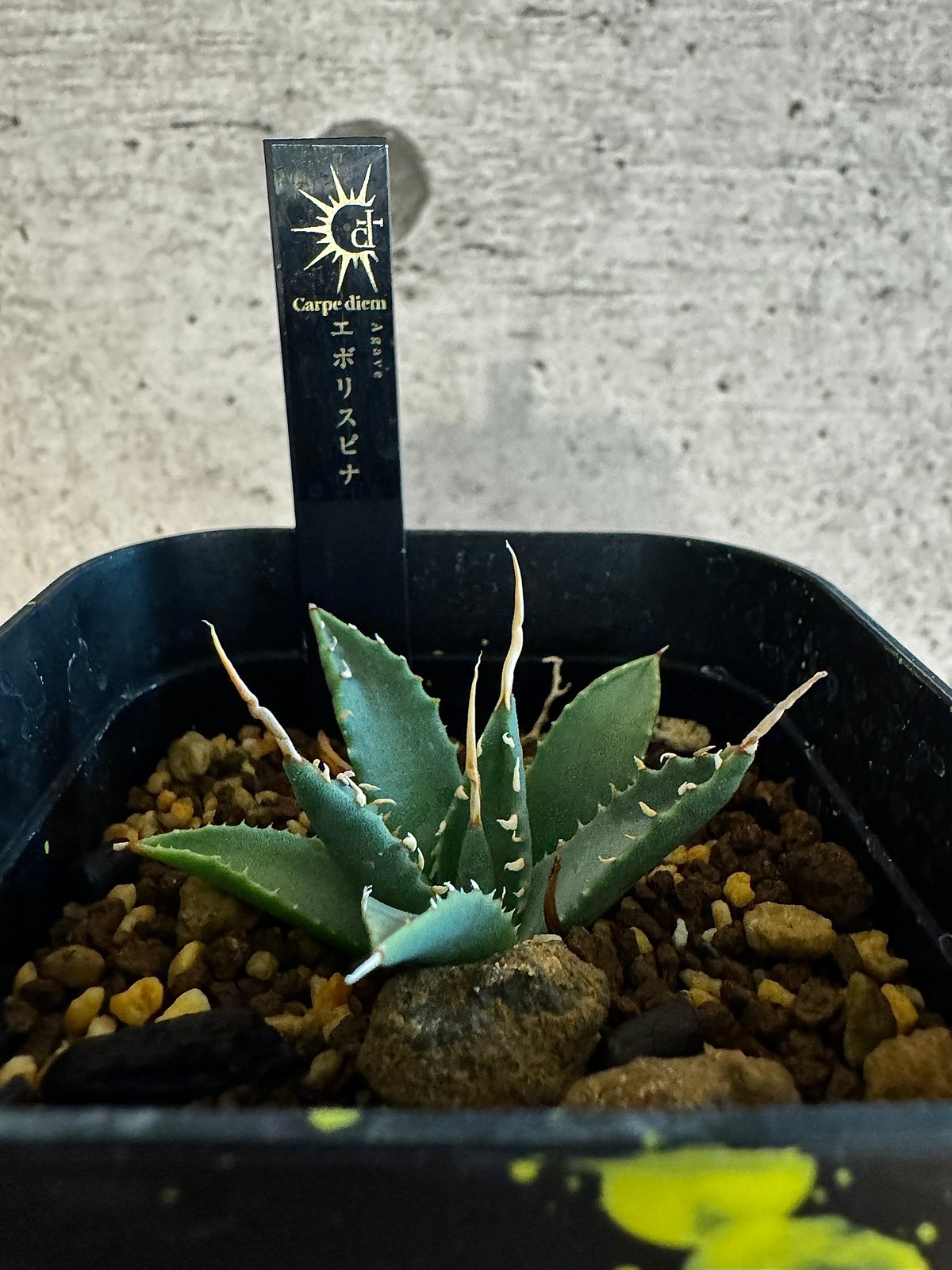 アガベ エボリスピナ 陽炎タイプ【Agave utahensis var. eborispin