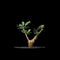 ボスウェリア ネグレクタ / Boswellia neglecta #1 | Ducks (