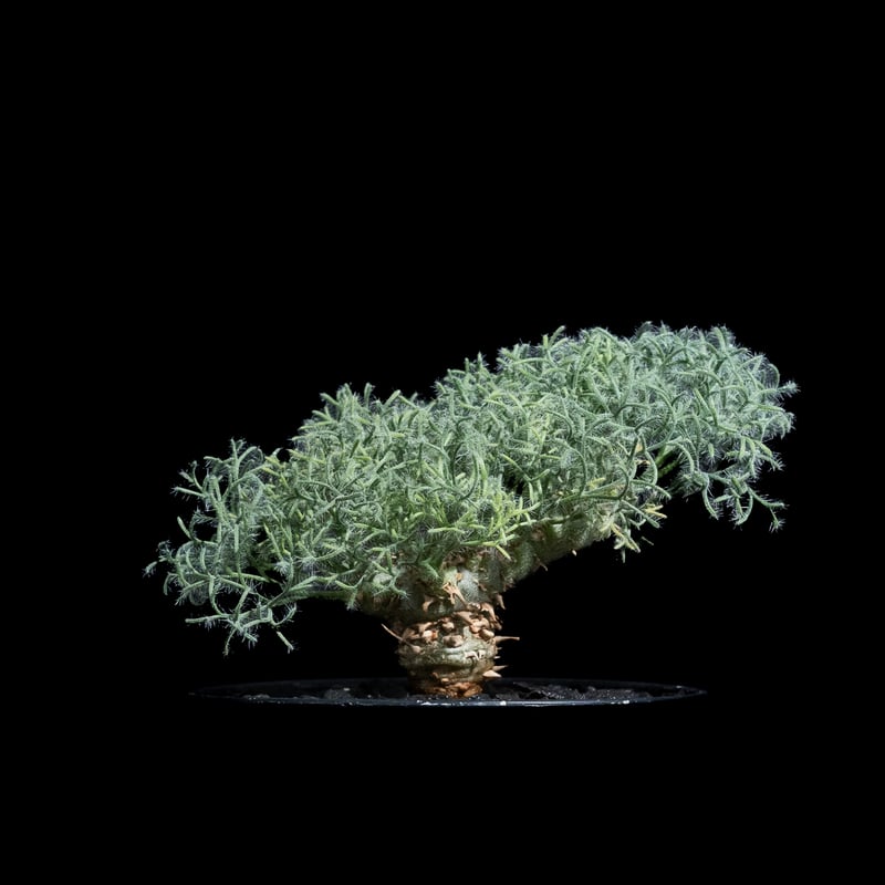 モンソニア ペニクリナム / Monsonia peniculina #29 | Ducks