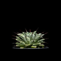 アガベ 王妃笹の雪 A型 白覆輪斑 ピンキー / Agave filifera var. co