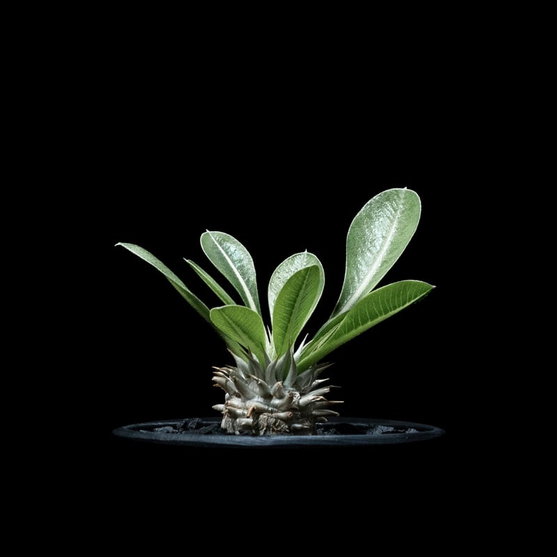 パキポディウム ブレビカリックス / Pachypodium densiflorum var.