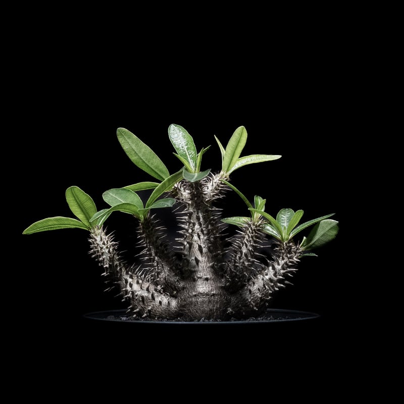 落葉中】パキポディウム マカイエンセ / Pachypodium makayense | D