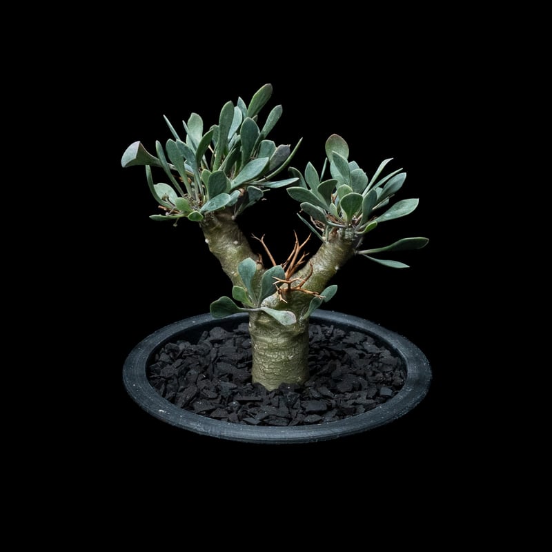 オトンナ ユーフォルビオイデス / Othonna euphorbioides #3 | Du