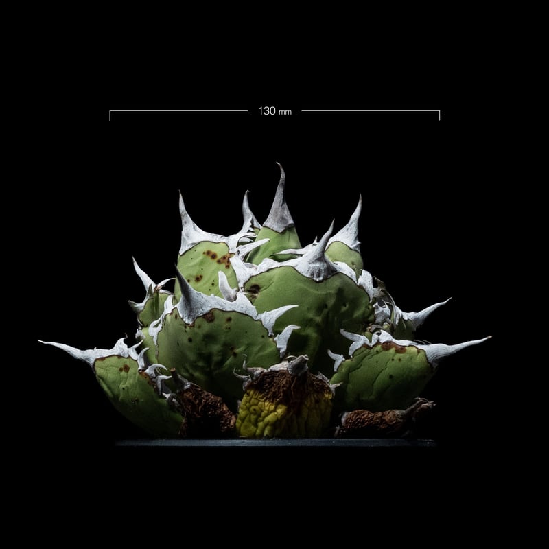 アガベ チタノタ 白排刺 大鋼牙 / Agave titanota 'Chain' #1 |