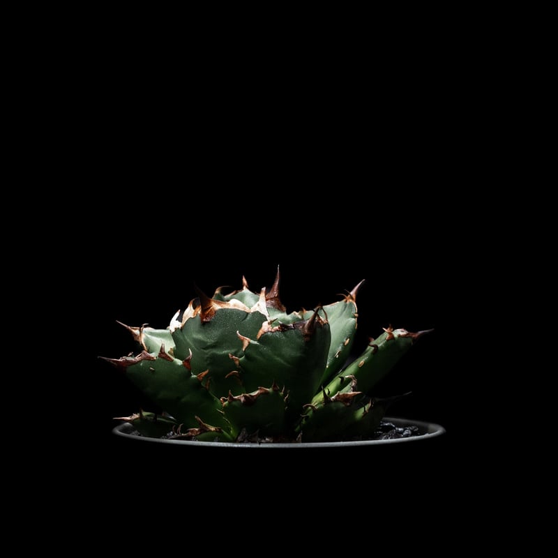 アガベ チタノタ 姫厳竜 / Agave titanota 'Dwarf' | Ducks (