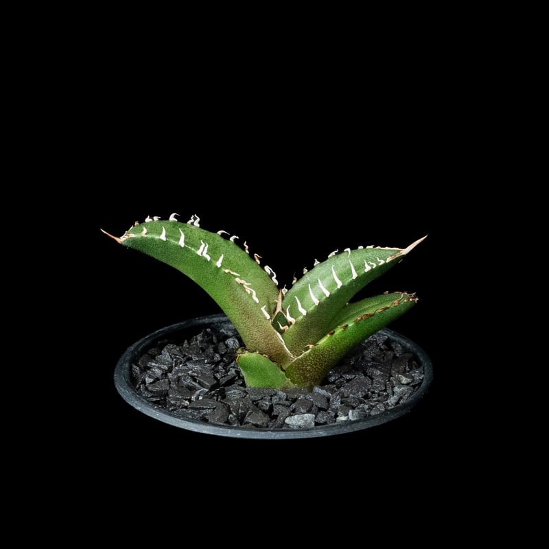 アガベ チタノタ 鯊魚劍 (カキ仔) / Agave titanota 'Shark Swor