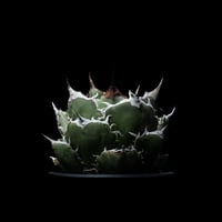 アガベ 王妃笹の雪 A型 白覆輪斑 ピンキー / Agave filifera var. co