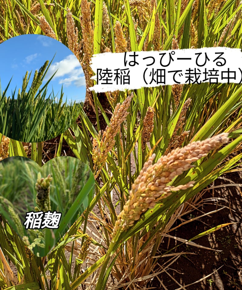 完売御礼】ハッピーヒル種籾（うるち米）（陸稲種籾）【送料含む