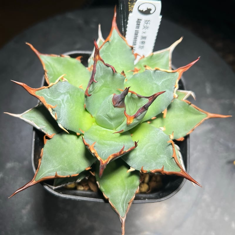 妖炎×黒帝斯 ハイブリッドアガベ MA-034 | kings-plants