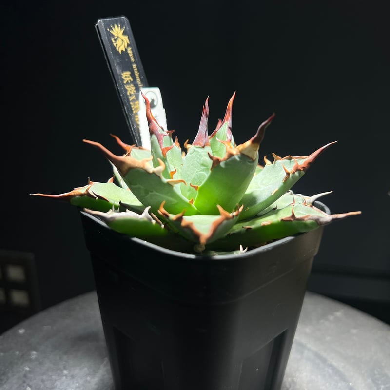 妖炎×黒帝斯 ハイブリッドアガベ MA-034 | kings-plants