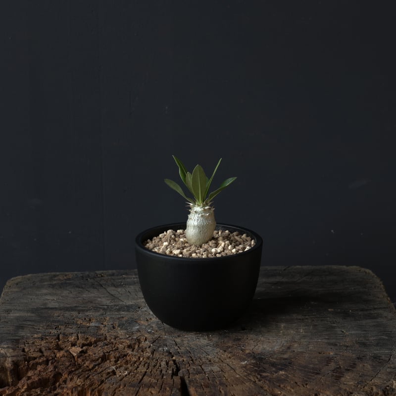 パキポディウム グラキリス 実生株 | retes online shop