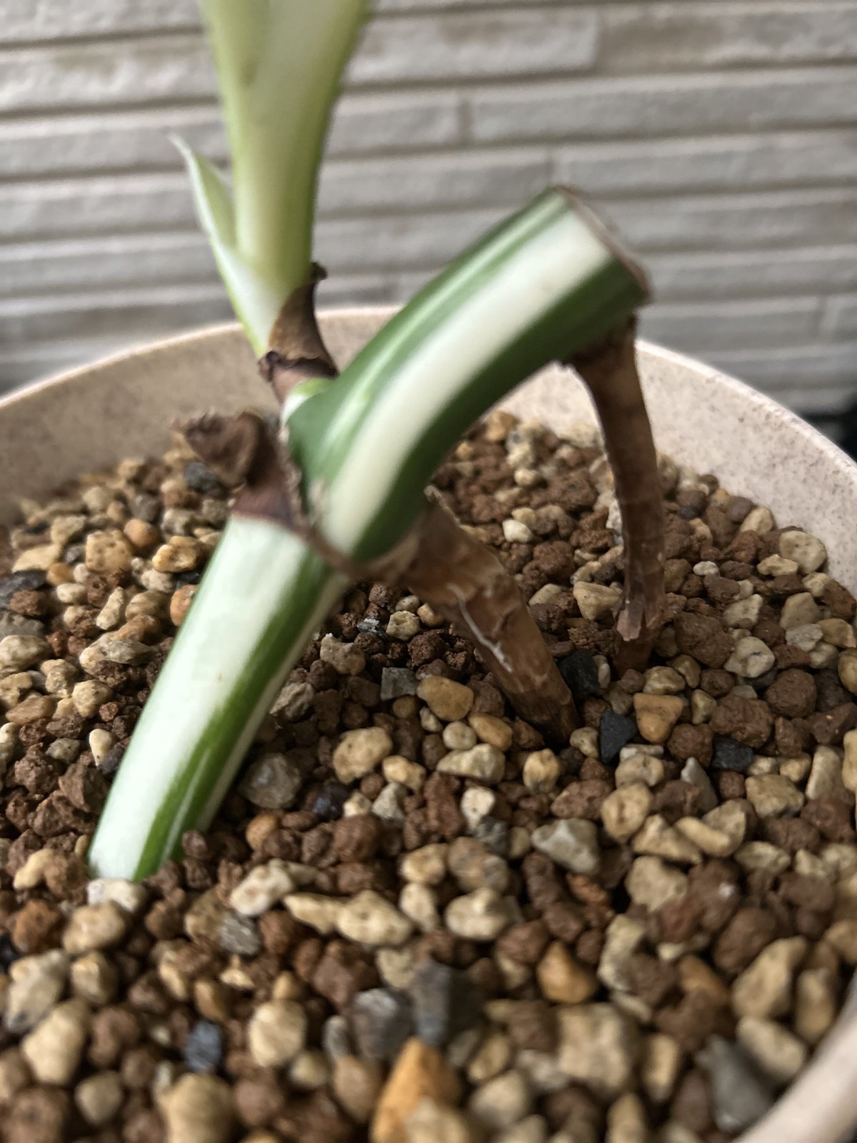 モンステラ ホワイトタイガー 極斑入り ハーフムーン M002 | Le Ruban