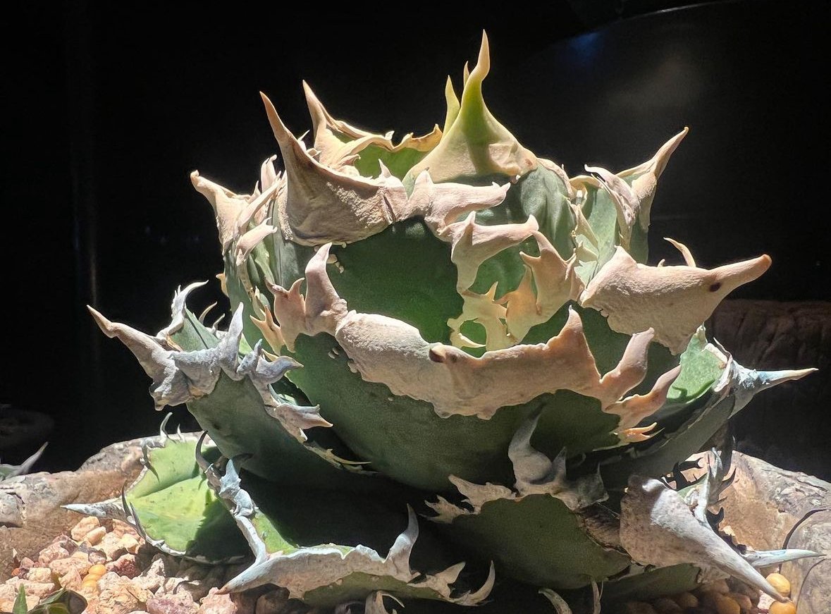 アガベ チタノタ 剣鳴 白豪刺 子株 アガベ チタノタ 剣鳴 白豪刺 子株