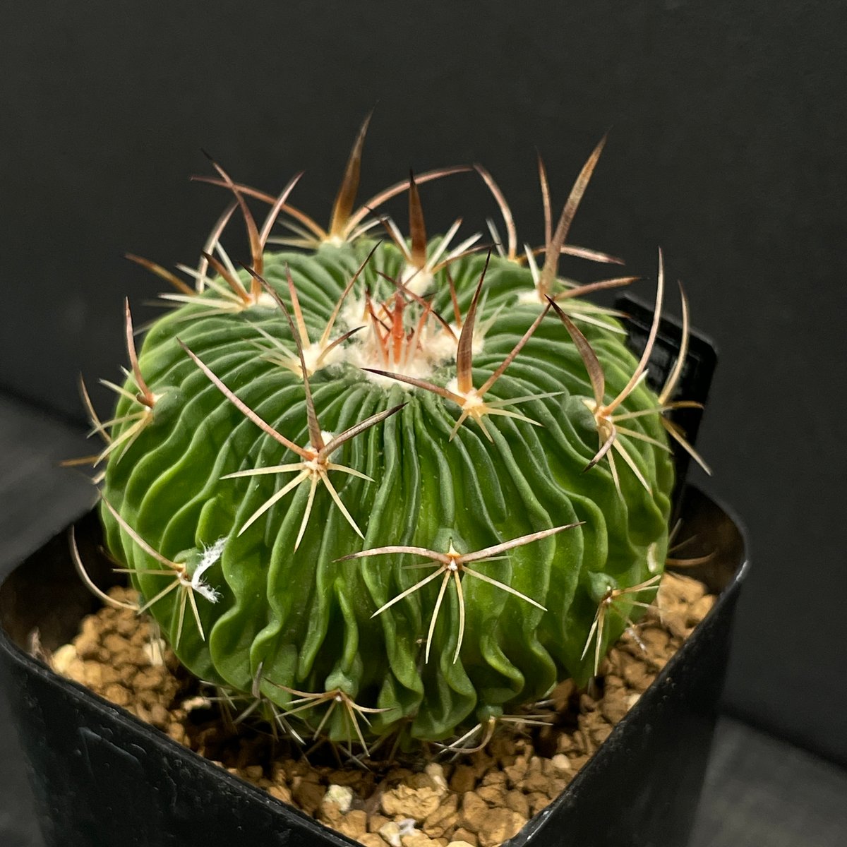 サボテン エキノフォスロカクタス 振武玉×千波万波 × プラ鉢 | 最終的