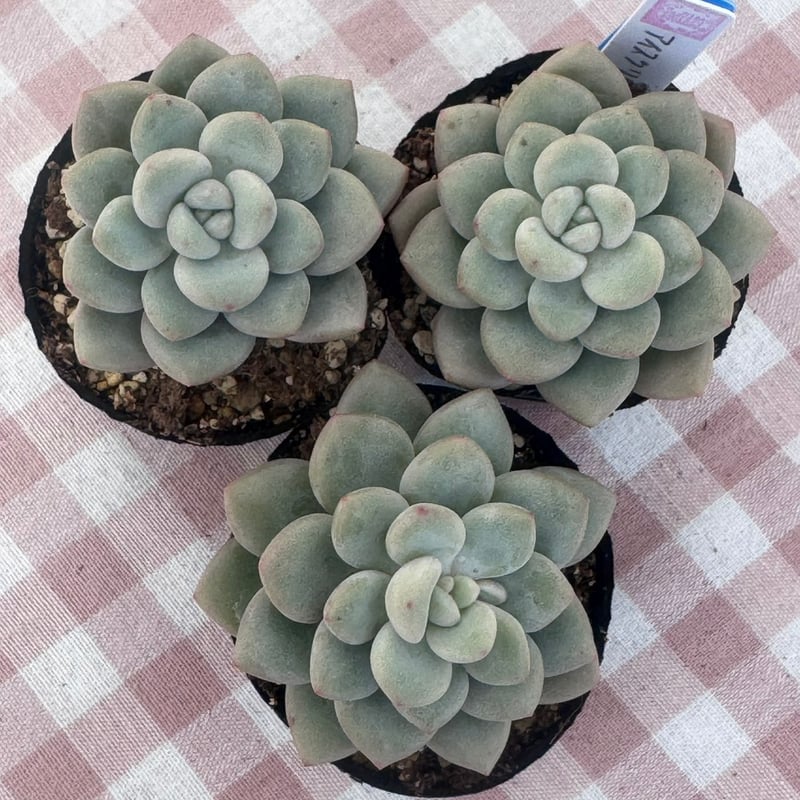 多肉植物 韓国苗 エケベリア アイスクリーム | BooTA29♡Succulent