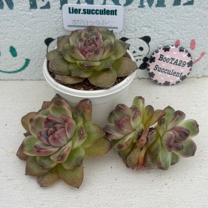 多肉植物 リエール苗 ホワイトソウル | BooTA29♡Succulent