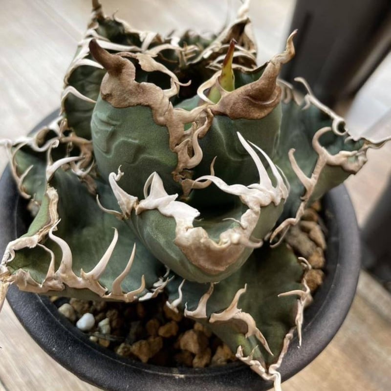 アガベ】金剛/キングコング子株 | プラントウィズ