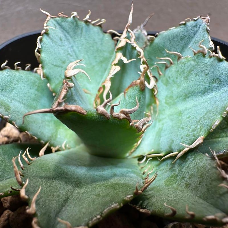 アガベ】金剛/キングコング子株 | プラントウィズ