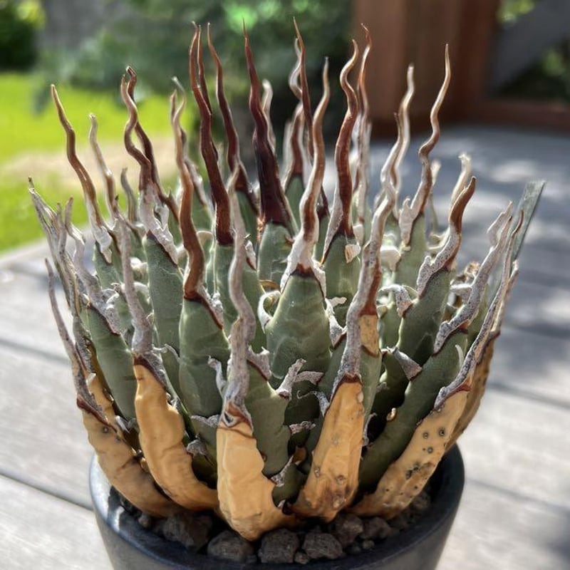 アガベ】陽炎エボリスピナ純血種子50粒【曲刺 強刺】 | プラントウィズ