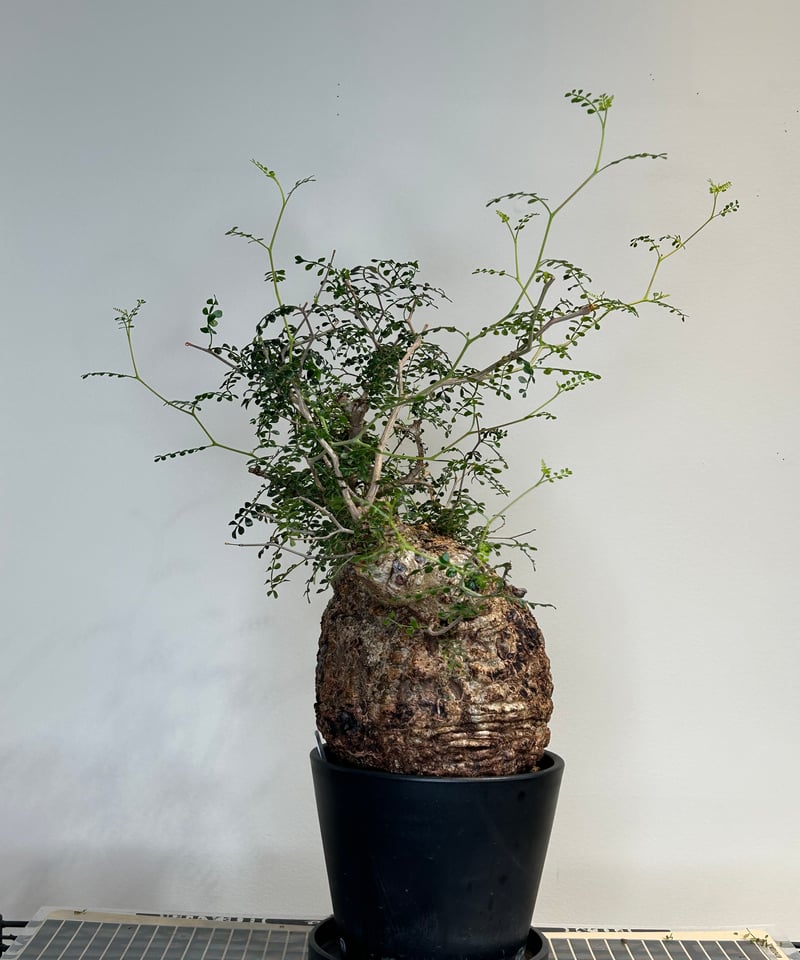 オペルクリカリアパキプス No.22 | R&A Caudex Plants