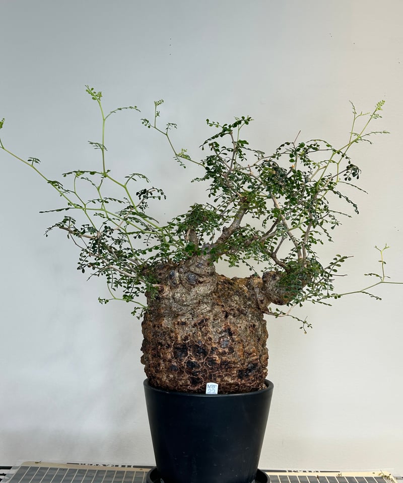 オペルクリカリアパキプス No.22 | R&A Caudex Plants