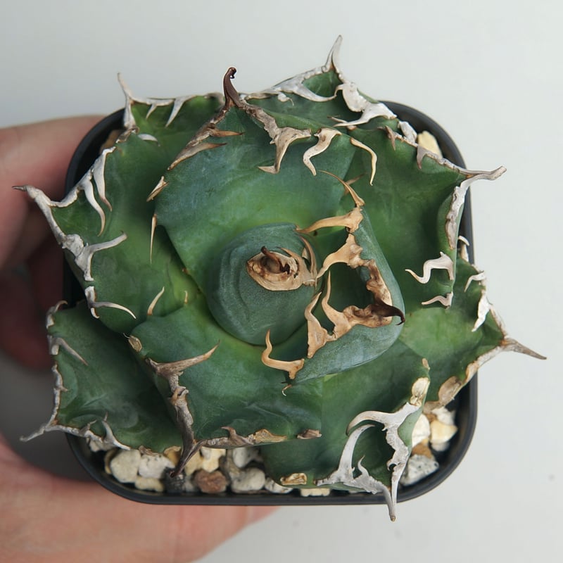 アガベ チタノタ ”魔丸” | RADICE