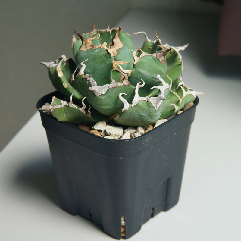 アガベ チタノタ ”魔丸” | RADICE