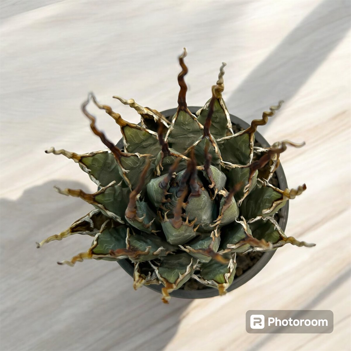 アガベ ユタエンシス エボリスピナ陽炎（（USA株）発根済み | HARENOHI