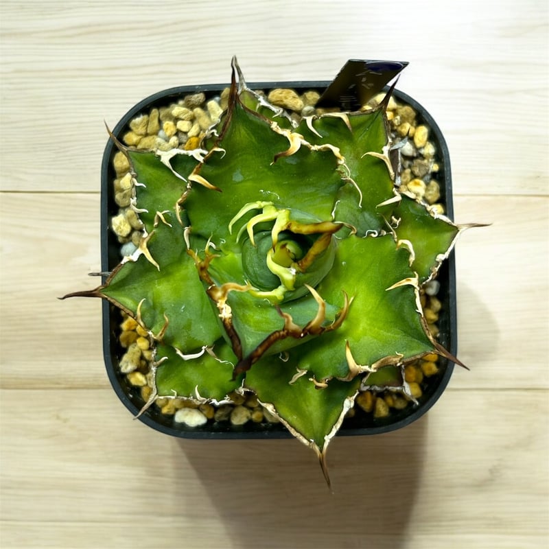 アガベ チタノタ シーザー 選抜（スーパーシーザー） | HARENOHI-PLANTS