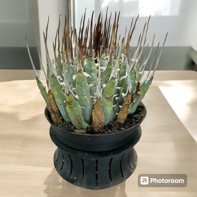 アガベ ユタエンシス エボリスピナ（（USA株）発根済み | HARENOHI-PLANTS