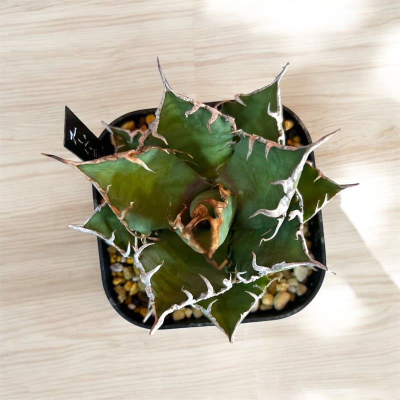 アガベ チタノタ スーパーシーザー 中株 | HARENOHI-PLANTS