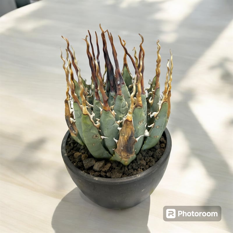 アガベ ユタエンシス エボリスピナ陽炎（（USA株）発根済み | HARENOHI