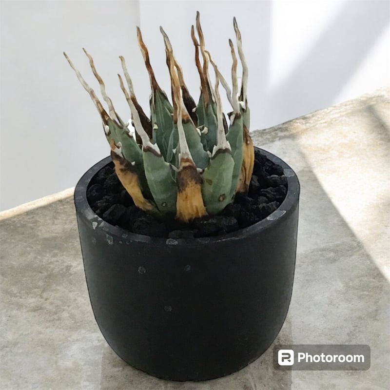 アガベ ユタエンシス エボリスピナ（（USA株）発根済み ② | HARENOHI