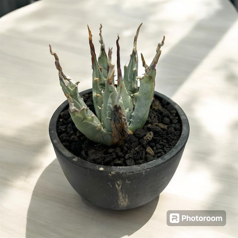 アガベ ユタエンシス エボリスピナ（（USA株）発根済み | HARENOHI-PLANTS