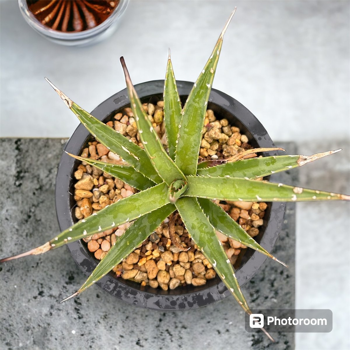 アガベ ユタエンシス エボリスピナ実生5年目-2 | HARENOHI-PLANTS