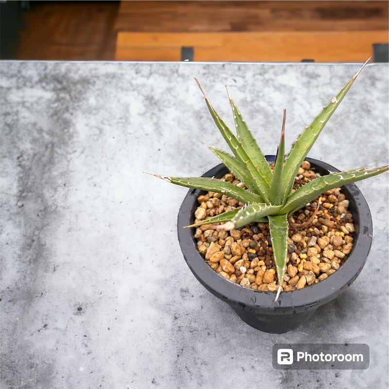 アガベ ユタエンシス エボリスピナ実生5年目-2 | HARENOHI-PLANTS