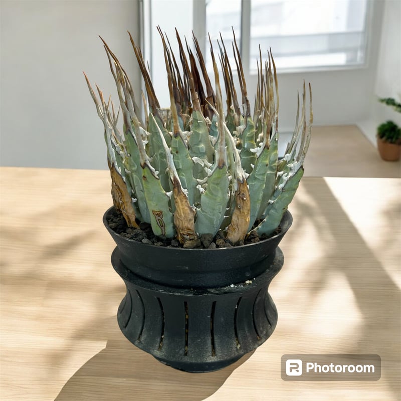 アガベ ユタエンシス エボリスピナ（（USA株）発根済み | HARENOHI-PLANTS