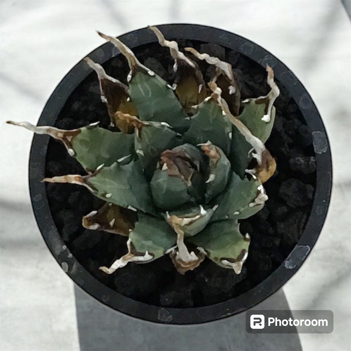 アガベ ユタエンシス エボリスピナ（（USA株）発根済み ② | HARENOHI