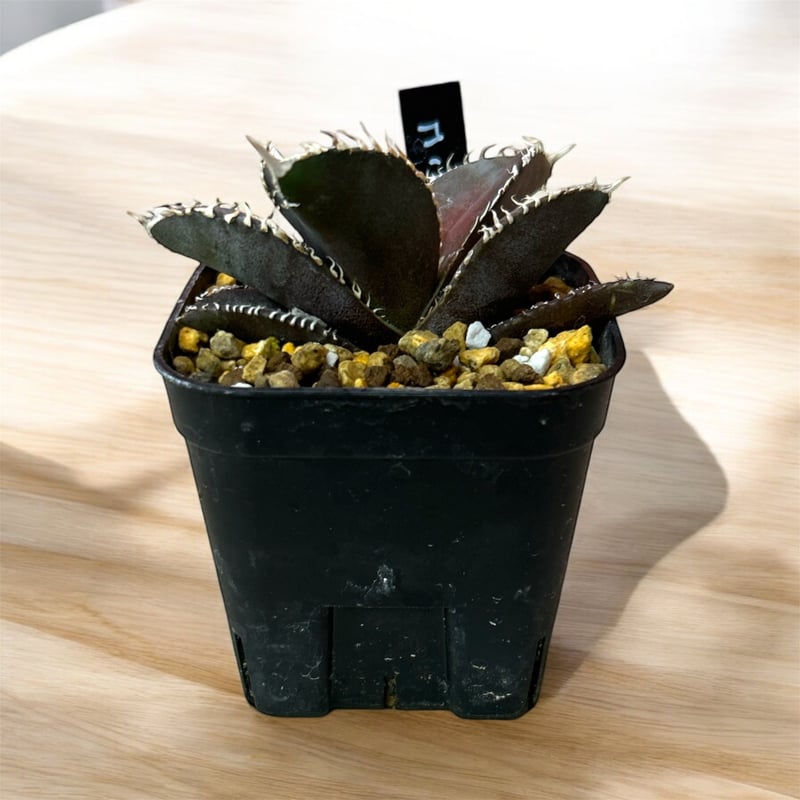 アガベチタノタ金剛 現品鉢ごと発送 アガベチタノタ金剛 現品鉢ごと