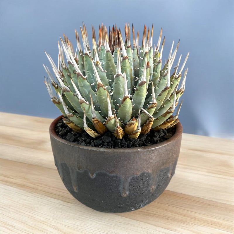 訳アリ特価！アガベ ユタエンシス エボリスピナ蕾型（（USA株）発根