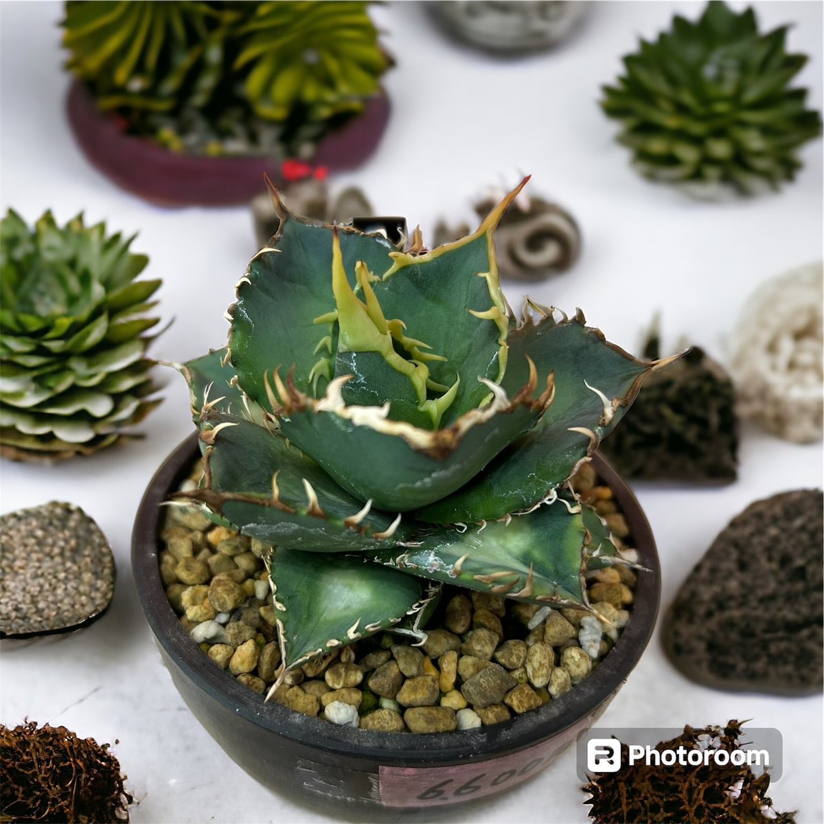 アガベ チタノタ FO-076 | HARENOHI-PLANTS