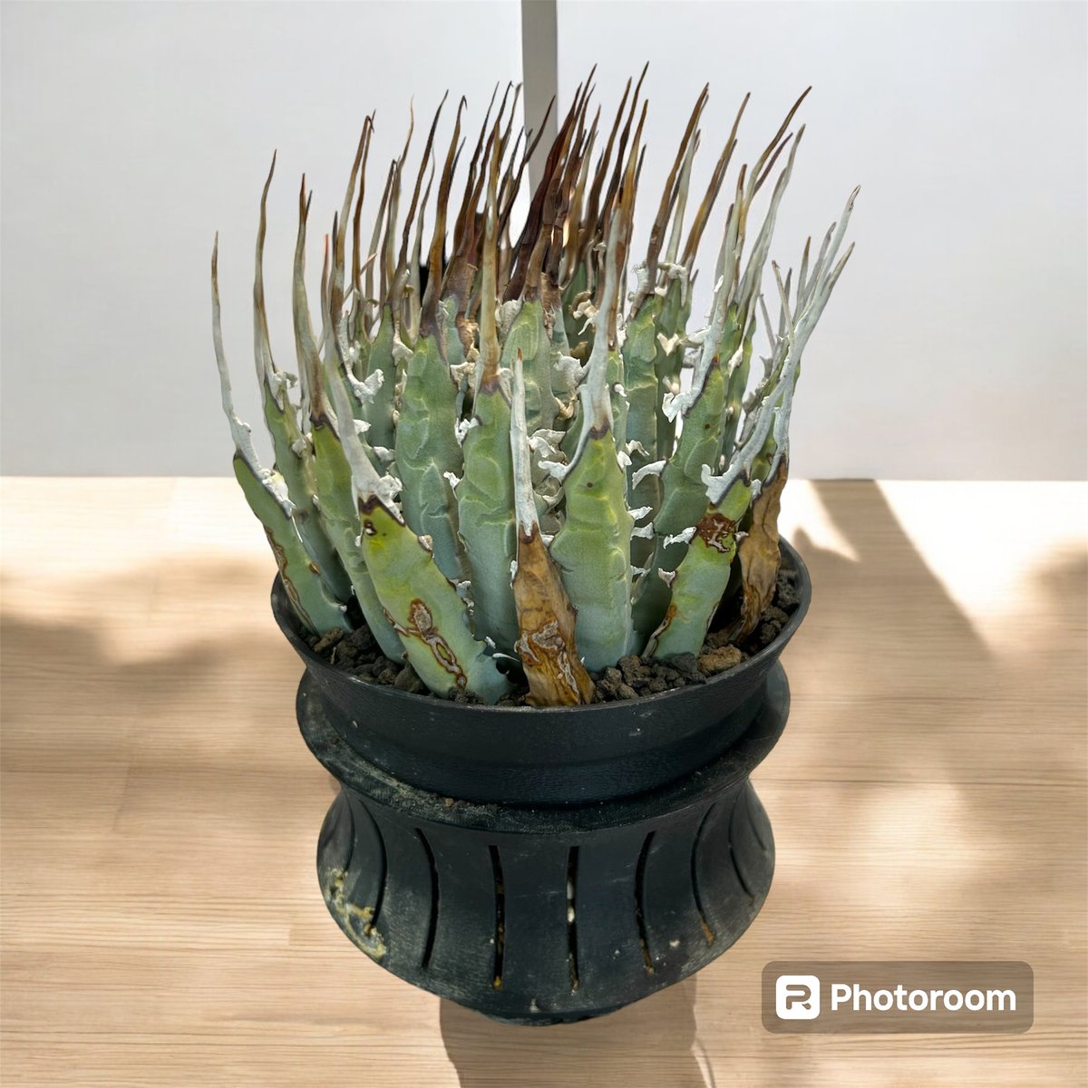 アガベ ユタエンシス エボリスピナ（（USA株）発根済み | HARENOHI-PLANTS