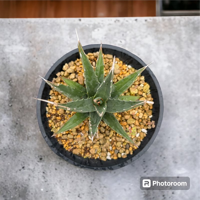 アガベ ユタエンシス エボリスピナ実生5年目-1 | HARENOHI-PLANTS