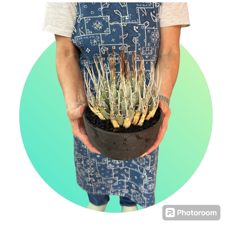 アガベ ユタエンシス エボリスピナ（（USA株）発根済み 大株1